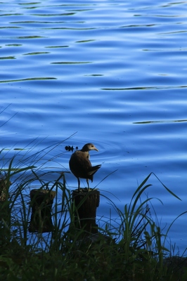 別所沼公園