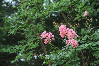 北浦和公園