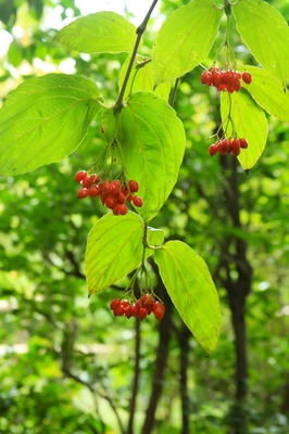 椿山荘庭園