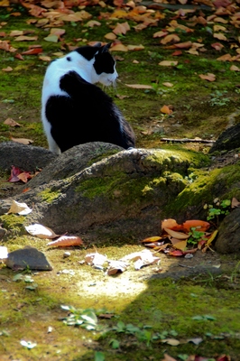 染井霊園