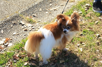 海浜幕張公園