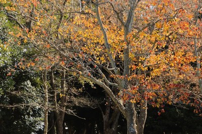 海浜幕張公園　（2020.11.22）