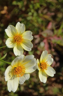 海浜幕張公園　（晩秋の花）