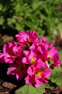 海浜幕張公園　（晩秋の花）