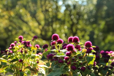 海浜幕張公園　（晩秋の花）