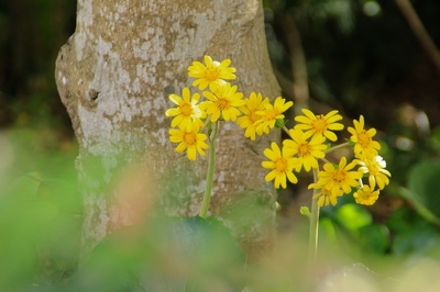 海浜幕張公園　（晩秋の花）