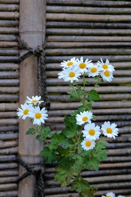 海浜幕張公園　（晩秋の花）