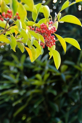 海浜幕張公園　（晩秋の花）