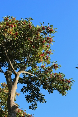 海浜幕張公園　（晩秋の花）