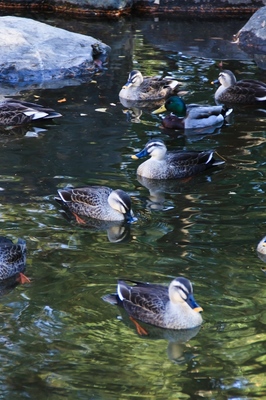 北浦和公園