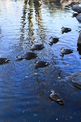 北浦和公園