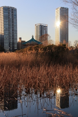 上野不忍池　（2019.2.2）