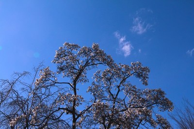 昭和記念公園　（2019.3.24）