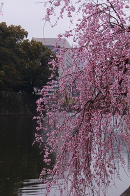 皇居東御苑　（2019.3.31）