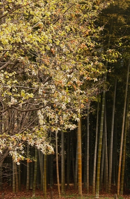 皇居東御苑