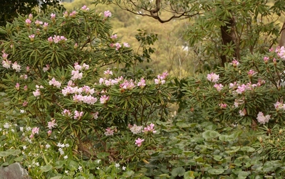 皇居東御苑
