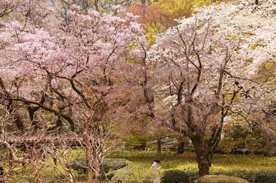 皇居東御苑