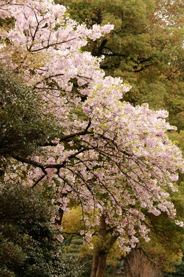 皇居東御苑