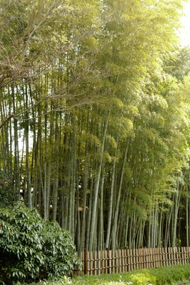 北の丸公園