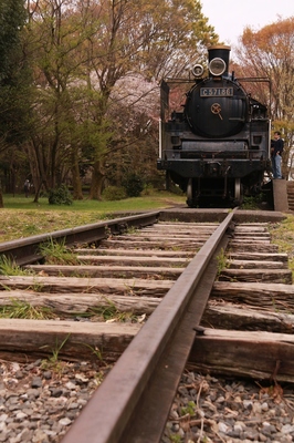 小金井公園　（2019.4.14）