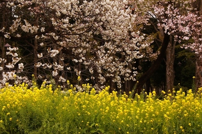 小金井公園