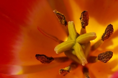 雌蕊・雄蕊