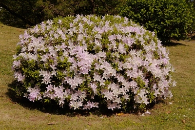 芝離宮庭園