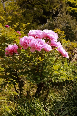 芝離宮庭園