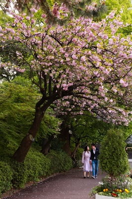 芝増上寺