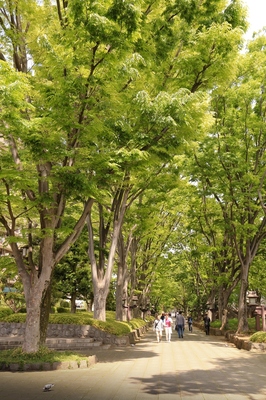 大宮氷川神社参道　（2019.4.29）