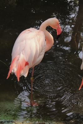 大宮こども動物園