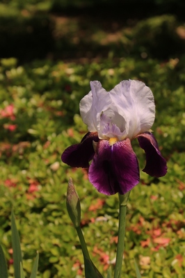 川口自然公園