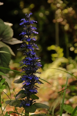 川口植物振興センター　
