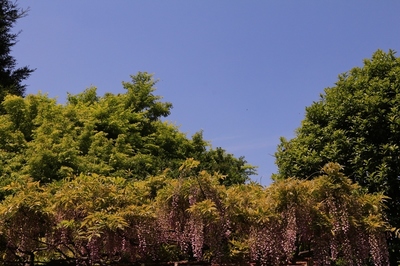 川口植物振興センター　