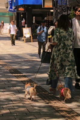 原宿表参道界隈　