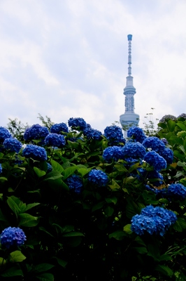 浅草界隈