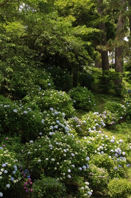 小田原城址　（2019.6.18）
