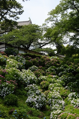 小田原城址　