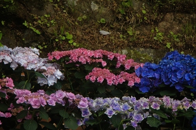 箱根・強羅　（2019.6.18）