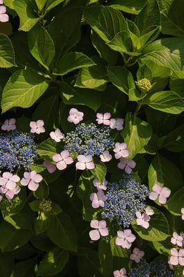 紫陽花　（2019.6.13）