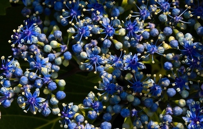 紫陽花