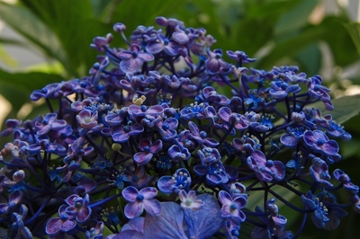 紫陽花