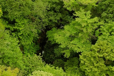 那須つつじ吊り橋　