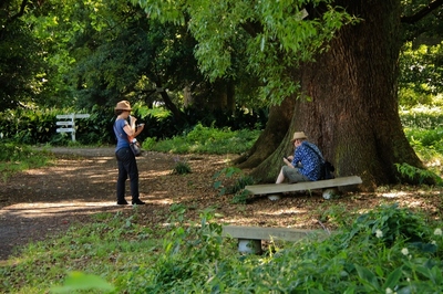 小石川植物園