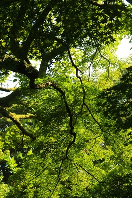 小石川植物園