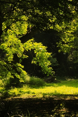 小石川植物園