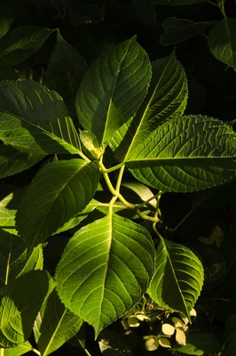 小石川植物園