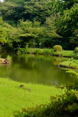 小石川植物園