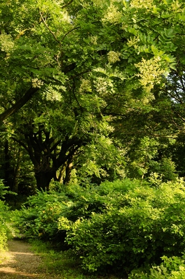 小石川植物園
