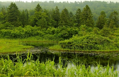 秋田・睡蓮沼